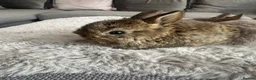 Netherland Dwarf rabbits for sale: Baby bunnies pure Netherlands Dwarf - Advert 7