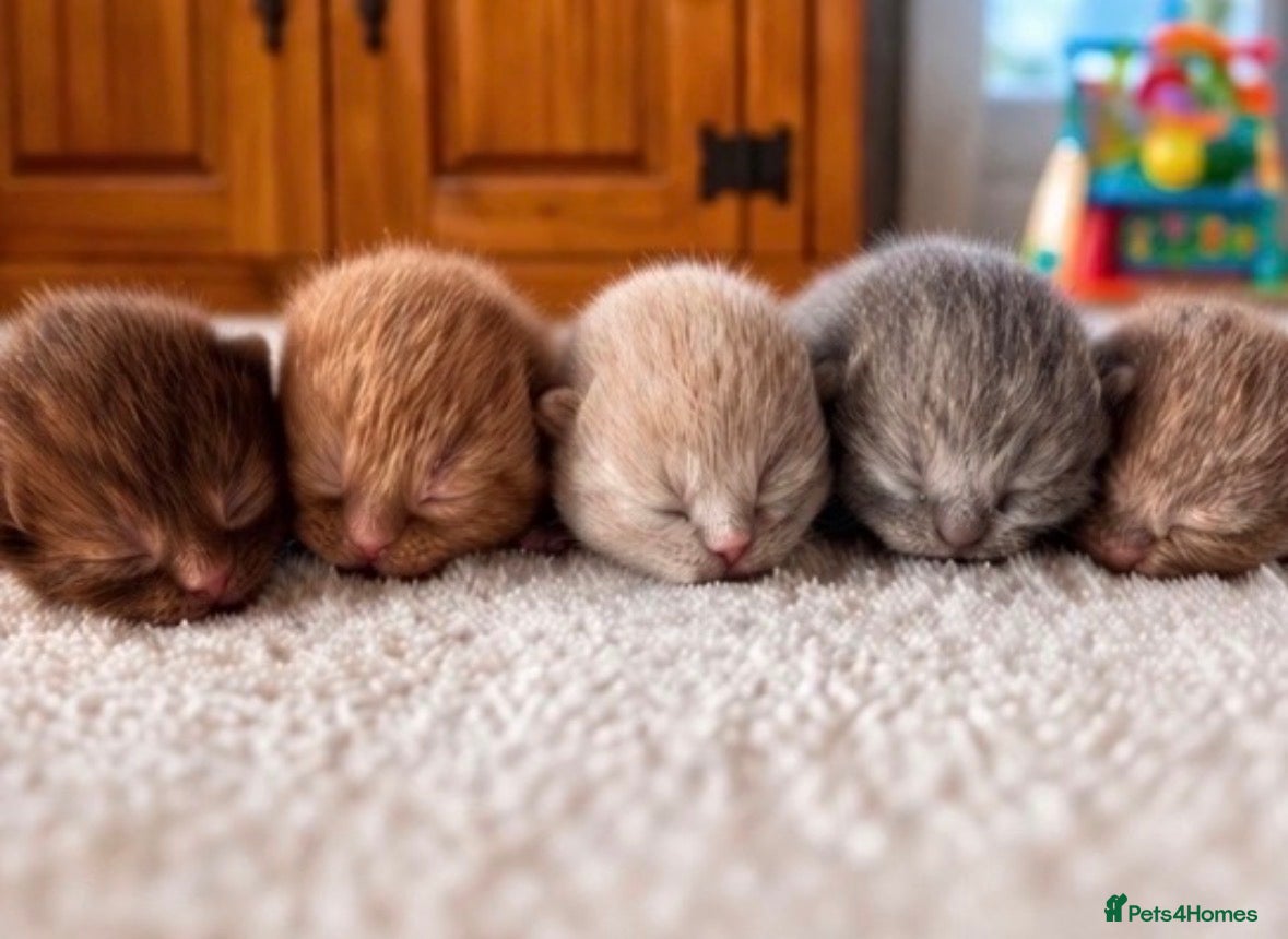 British Shorthair cats 🏆 Pedigree British shorthair kittens🏆  - Advert 1