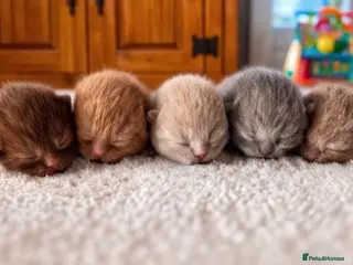 British Shorthair cats 🏆 Pedigree British shorthair kittens🏆 - Advert 1