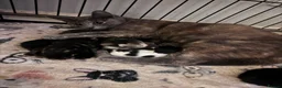 Mixed Breed cats for sale: 8 beautiful kittens  in Retford - Advert 5