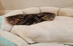 Mixed Breed cats for sale: 2 cute boys Russian blue and Bengal mix  - Advert 11