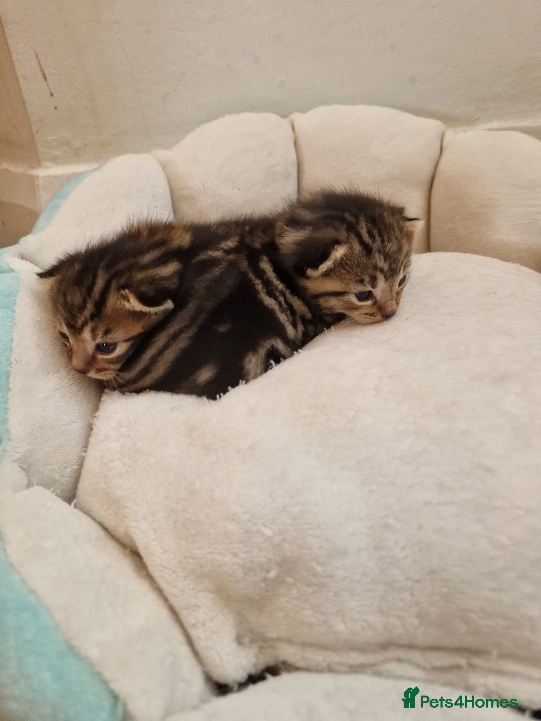 Mixed Breed cats for sale: 2 cute boys Russian blue and Bengal mix  - Advert 11