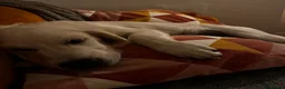 Golden Retriever dogs for sale: Golden Retriever KC Reg Puppy - Champ Lines - Advert 3