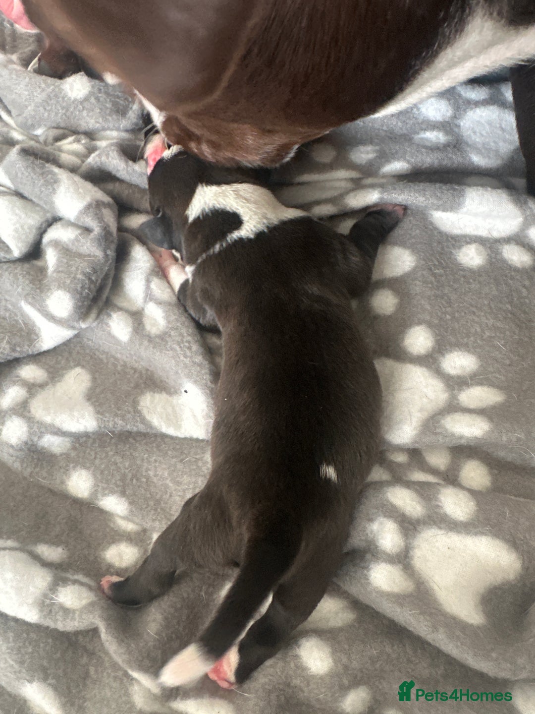 Mixed Breed dogs for sale: StaffyXAmerican bulldog puppies  - Image 6