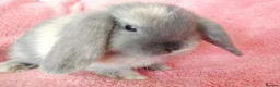 Mini Lop rabbits for sale: Baby mini lops for sale  - Advert 6