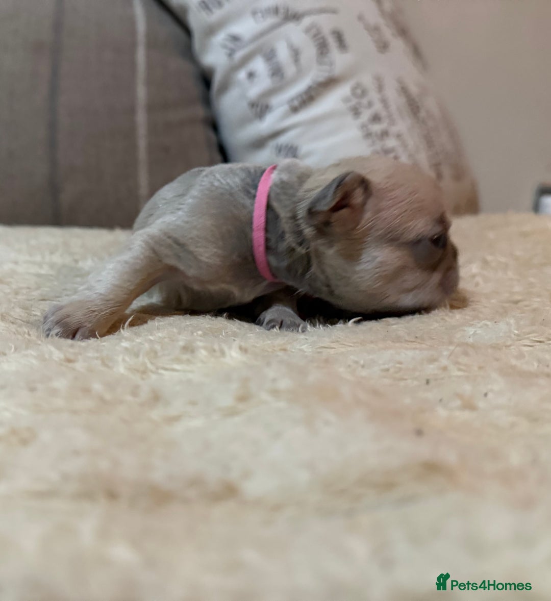 French Bulldog dogs for sale: French bulldog puppies - Advert 19