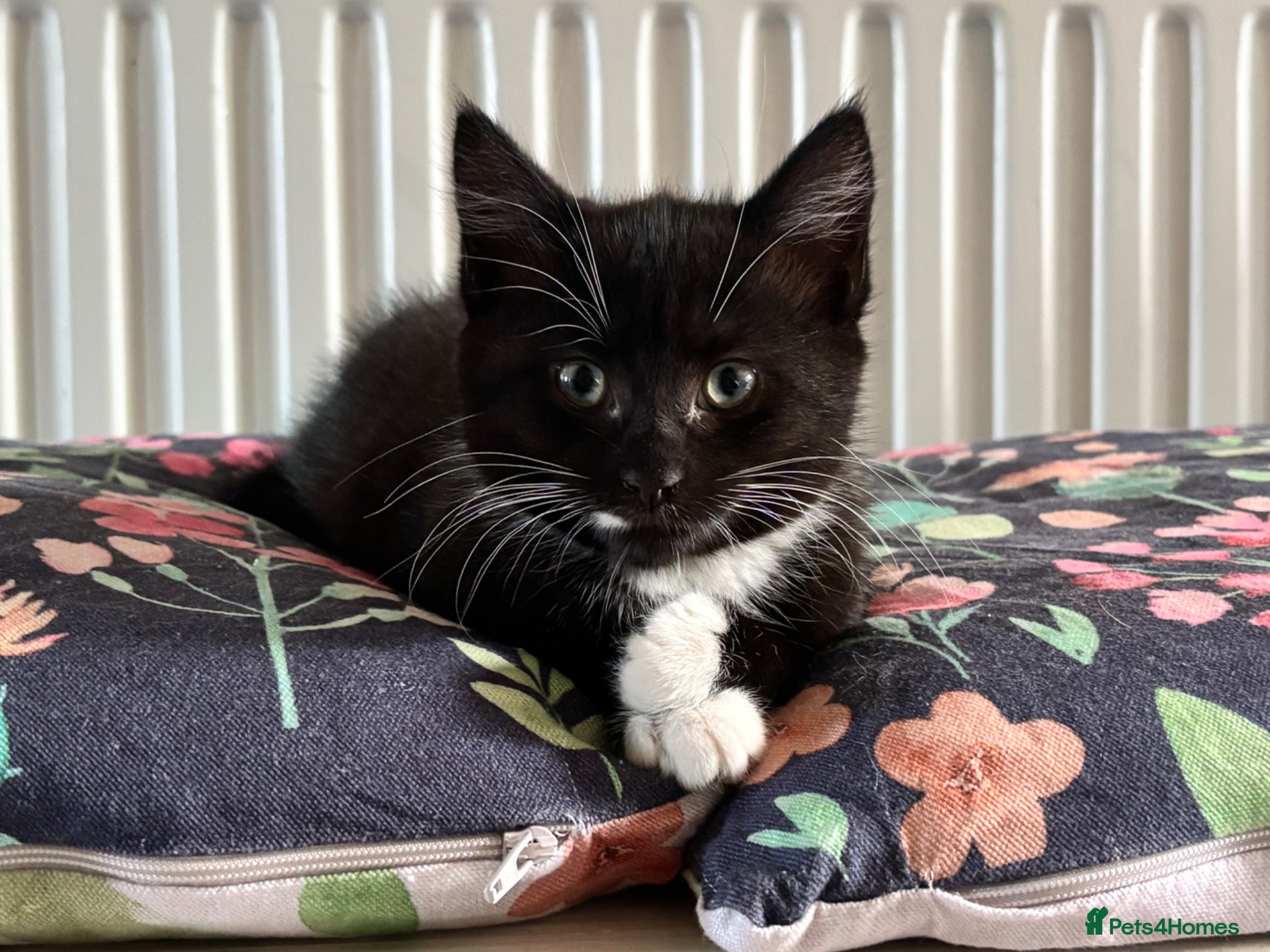 Mixed Breed cats Beautiful girls, two left! Ready to go! - Advert 10