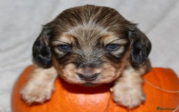 Miniature Dachshund dogs for sale: Stunning shaded cream and cream dachshunds  - Image 12