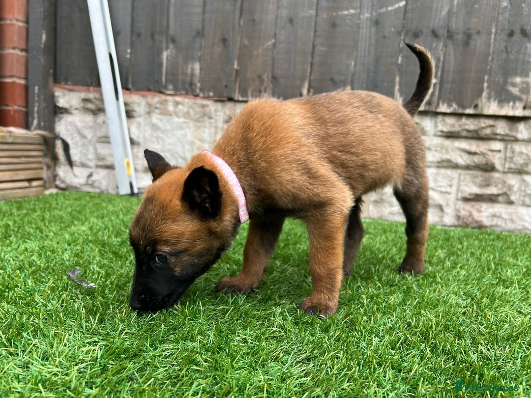 Belgian Shepherd Dog dogs for sale: Belgian malinois  - Image 8