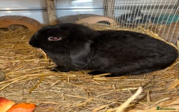 Mini Lop rabbits for sale: Male black lop - Image 1