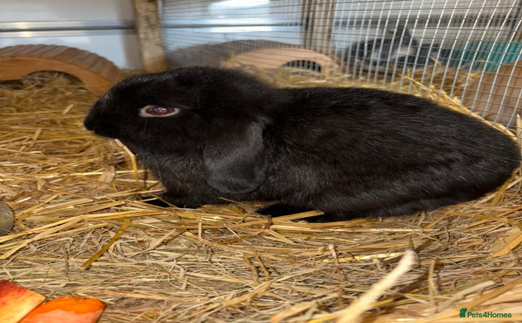 Mini Lop rabbits - Advert 8