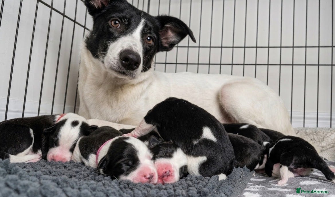 Mixed Breed dogs 🐾 Border Collie x Blue Heeler Puppies 🐾 - Advert 1