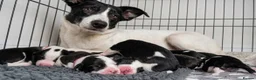 Mixed Breed dogs for sale: 🐾 Border Collie x Blue Heeler Puppies 🐾 in Crewe - Advert 1
