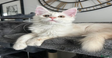 Maine Coon cats - Advert 8