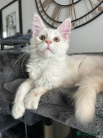 Maine Coon cats - Advert 9