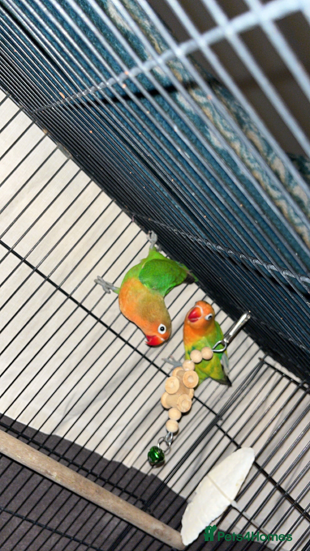 Lovebirds birds Lovebirds FOR SALE!!! - Advert 1