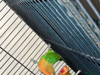 Lovebirds birds Lovebirds FOR SALE!!! - Advert 1