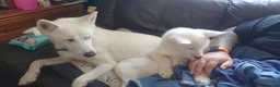 Siberian Husky dogs for sale: 2 female Beautiful White Husky Puppies Ready Now. - Advert 18