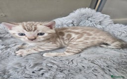 Bengal cats for sale: Lovely bengal kittens(Tica reg.)😍 - Image 9