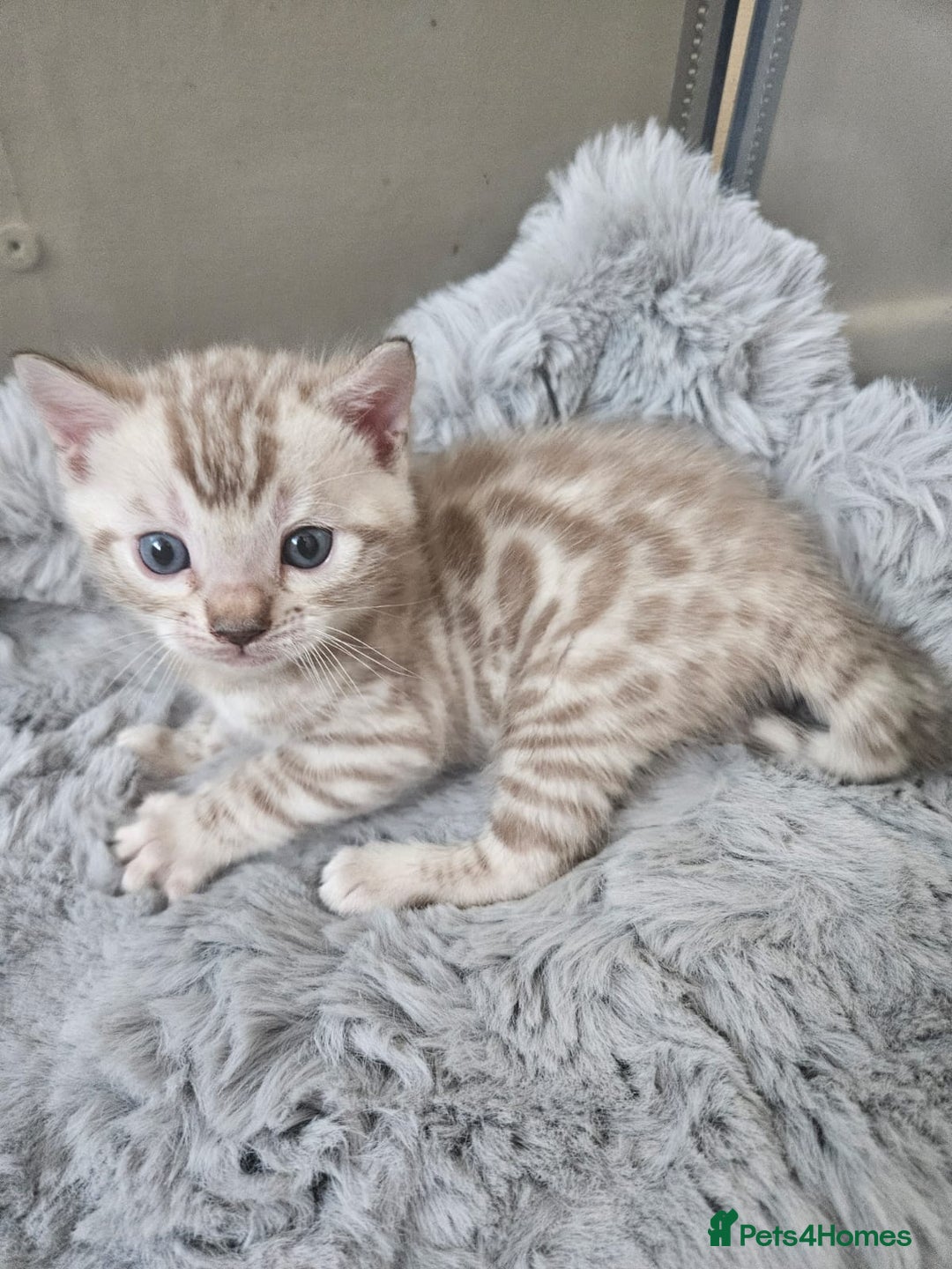 Bengal cats for sale: Lovely bengal kittens(Tica reg.)😍 - Image 9
