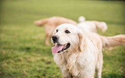 Golden Retriever dogs for sale: Stunning golden retriever puppies   - Image 13