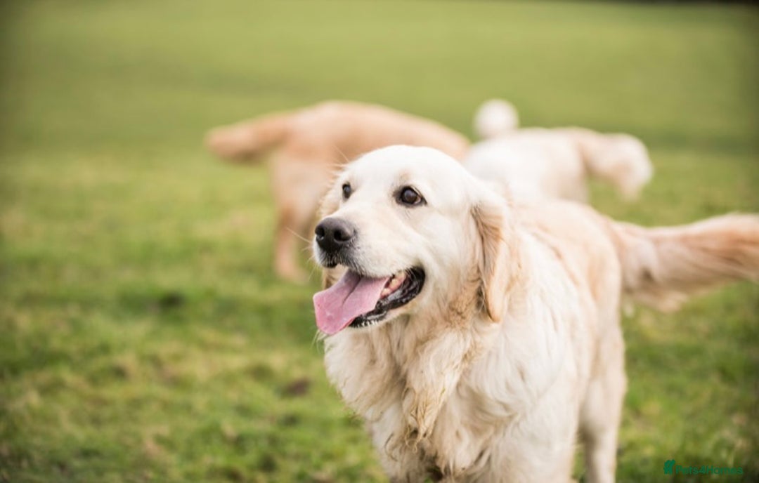Golden Retriever dogs for sale: Stunning golden retriever puppies   - Image 13