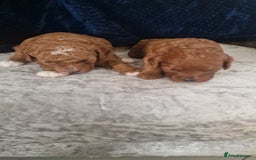 Cavapoo dogs for sale: Cavapoo f1b - Image 2
