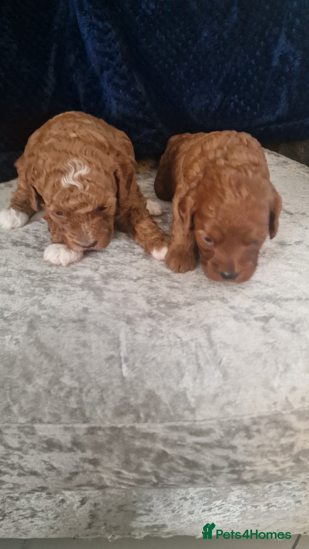 Cavapoo dogs for sale: Cavapoo f1b - Image 2