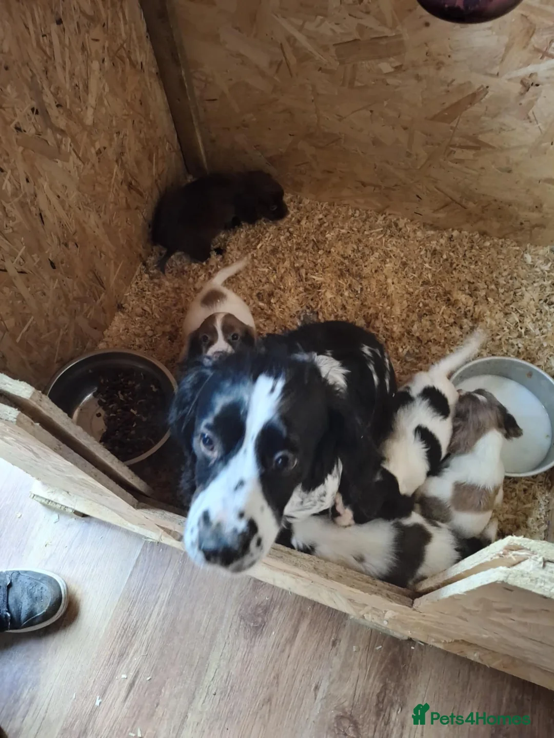 Cocker Spaniel dogs for sale: A beautiful litter of cocker spaniels  - Advert 20