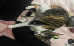 Domestic Shorthair cats for sale: 3 kittens (2 male 1 female ) - Image 5