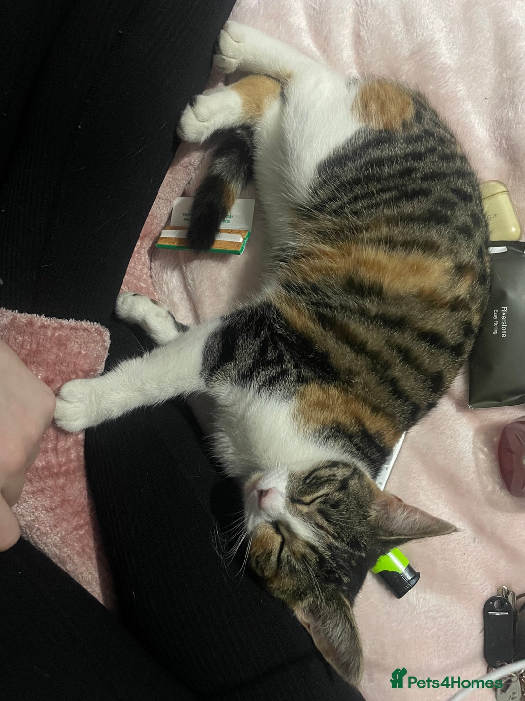 Domestic Shorthair cats for sale: 3 kittens (2 male 1 female ) - Image 5