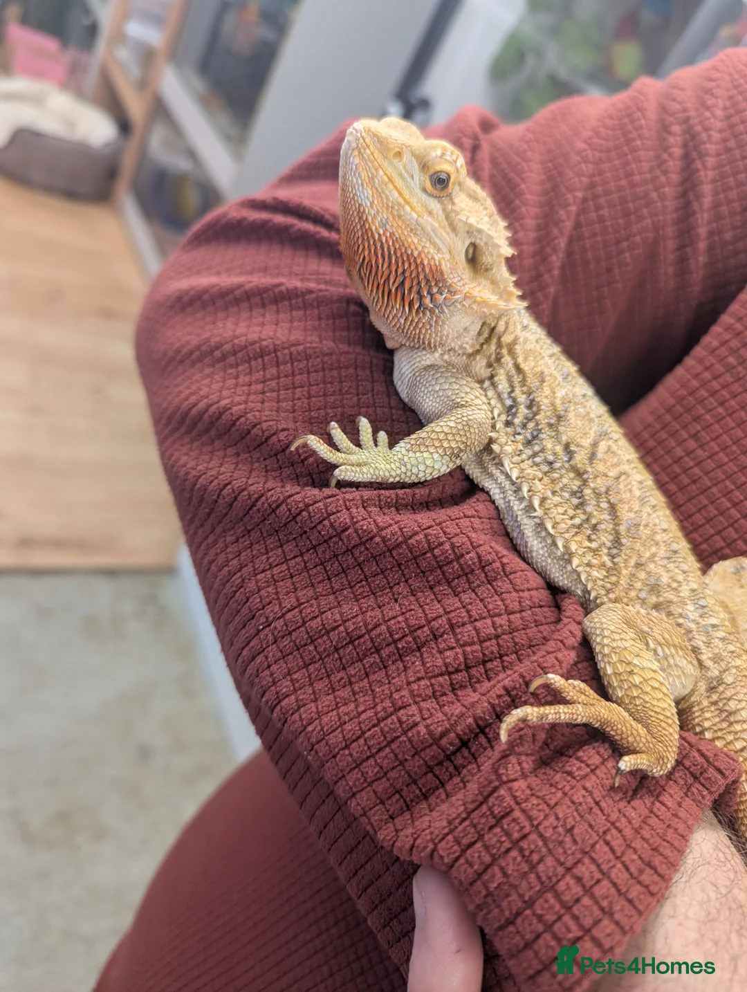 Bearded Dragon reptiles for sale: Bearded dragon. Very friendly. Stunning beardie! - Advert 6