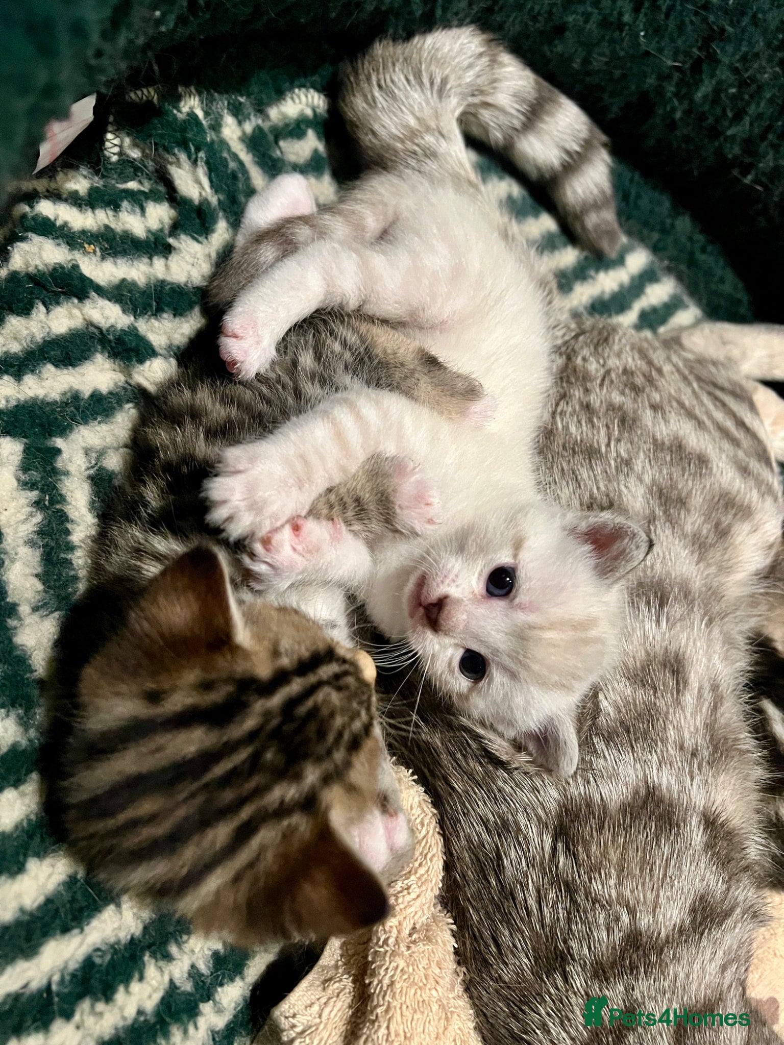 Bengal cats for sale: Bengal kittens  - Advert 2