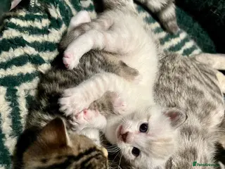 Bengal cats for sale: Bengal kittens - Advert 2