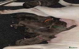 Boxer dogs for sale: Beautiful Boxer cross - Image 4