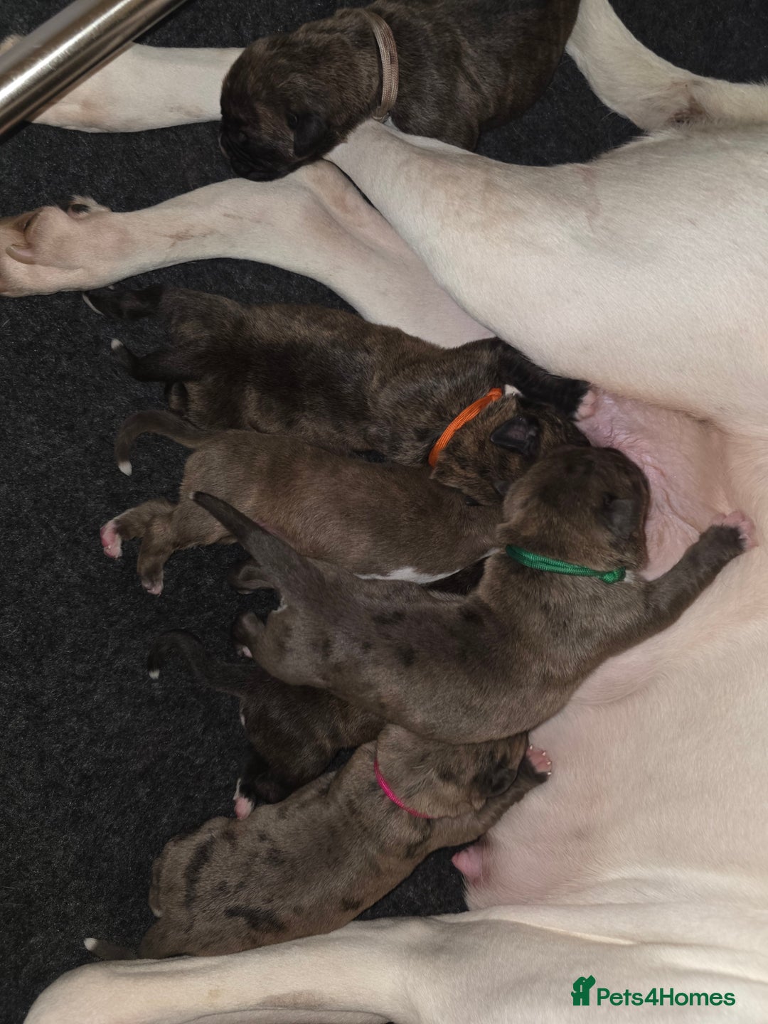 Boxer dogs for sale: Beautiful Boxer cross - Image 4