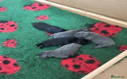Staffordshire Bull Terrier dogs for sale: Valglo champion cross Bronson line blue/black pups - Image 3