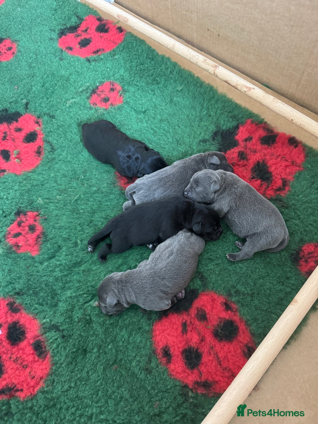 Staffordshire Bull Terrier dogs for sale: Valglo champion cross Bronson line blue/black pups - Image 3