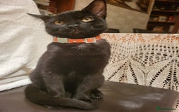 Mixed Breed cats for sale: gorgeous female kittens  - Image 2