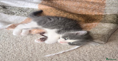 Mixed Breed cats - Advert 15