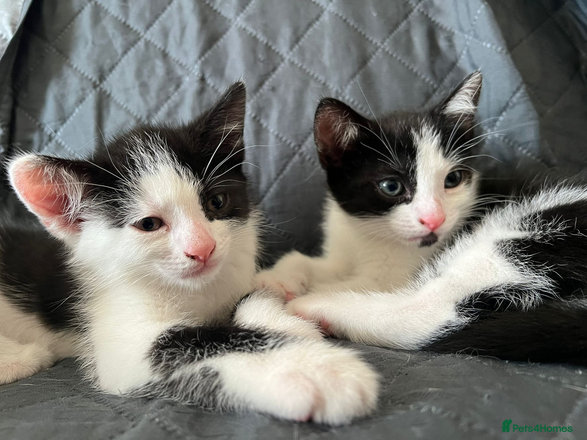 Mixed Breed cats 2 kittens for sale - Advert 1