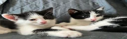 Mixed Breed cats for sale: 2 kittens for sale - Advert 1