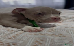 American Bully dogs for sale: American Bully Pocket Champions Bloodlines  in Ilford - Image 7