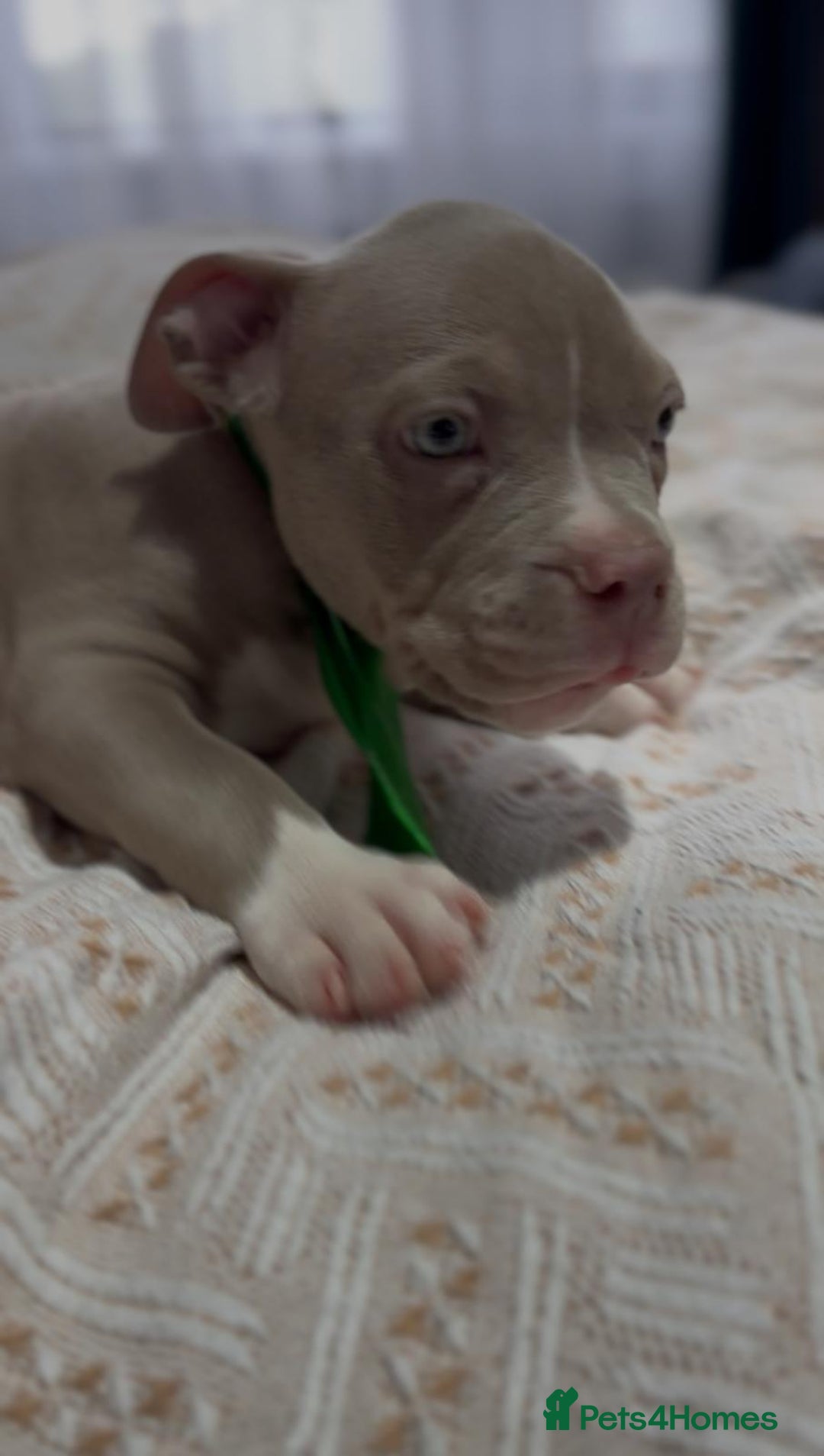 American Bully dogs for sale: American Bully Pocket Champions Bloodlines  in Ilford - Image 7