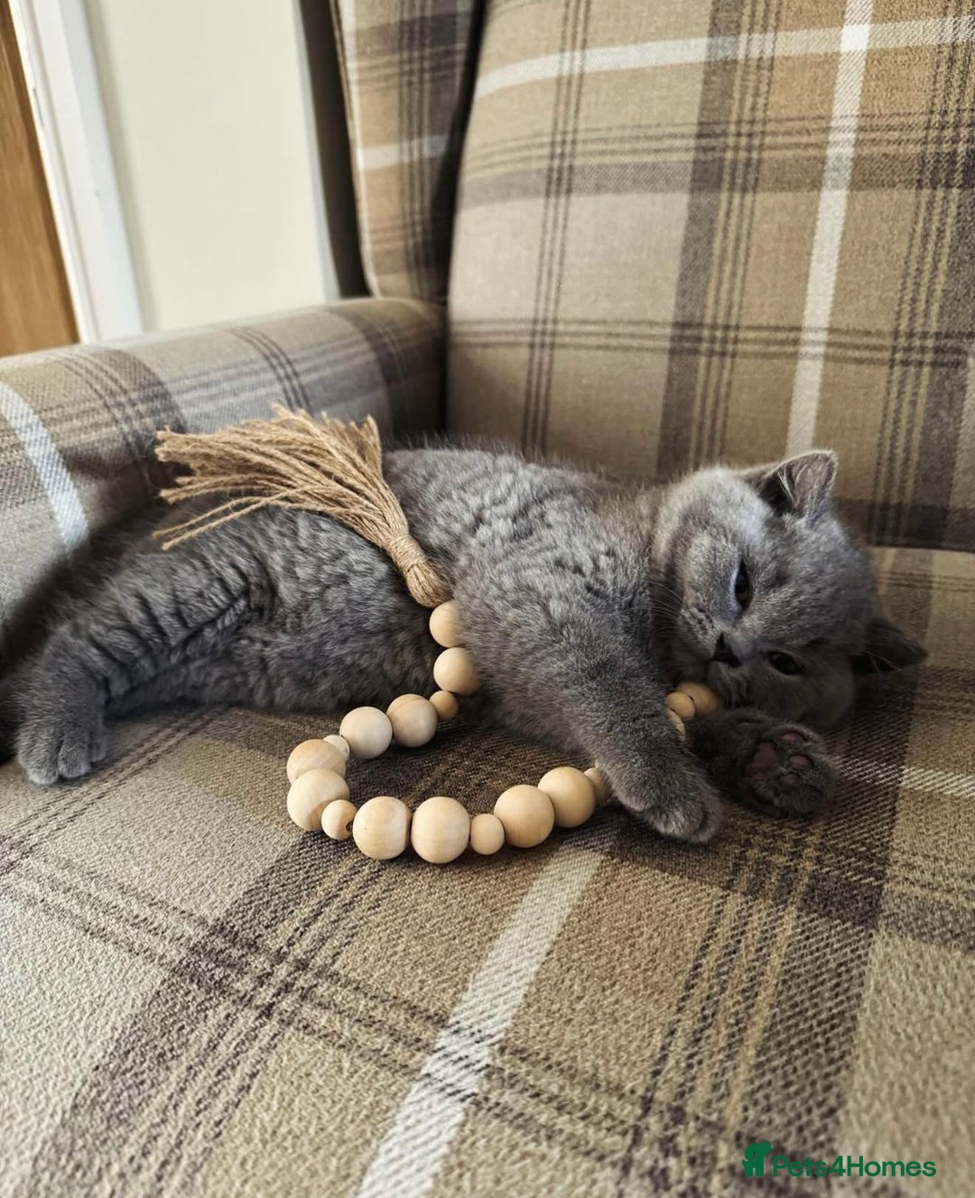 British Shorthair cats for sale: 🩷COMING SOON BUSHTAIL BABIES💙 - Image 10