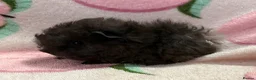 Guinea Pig rodents for sale: Lunkarya - Advert 3