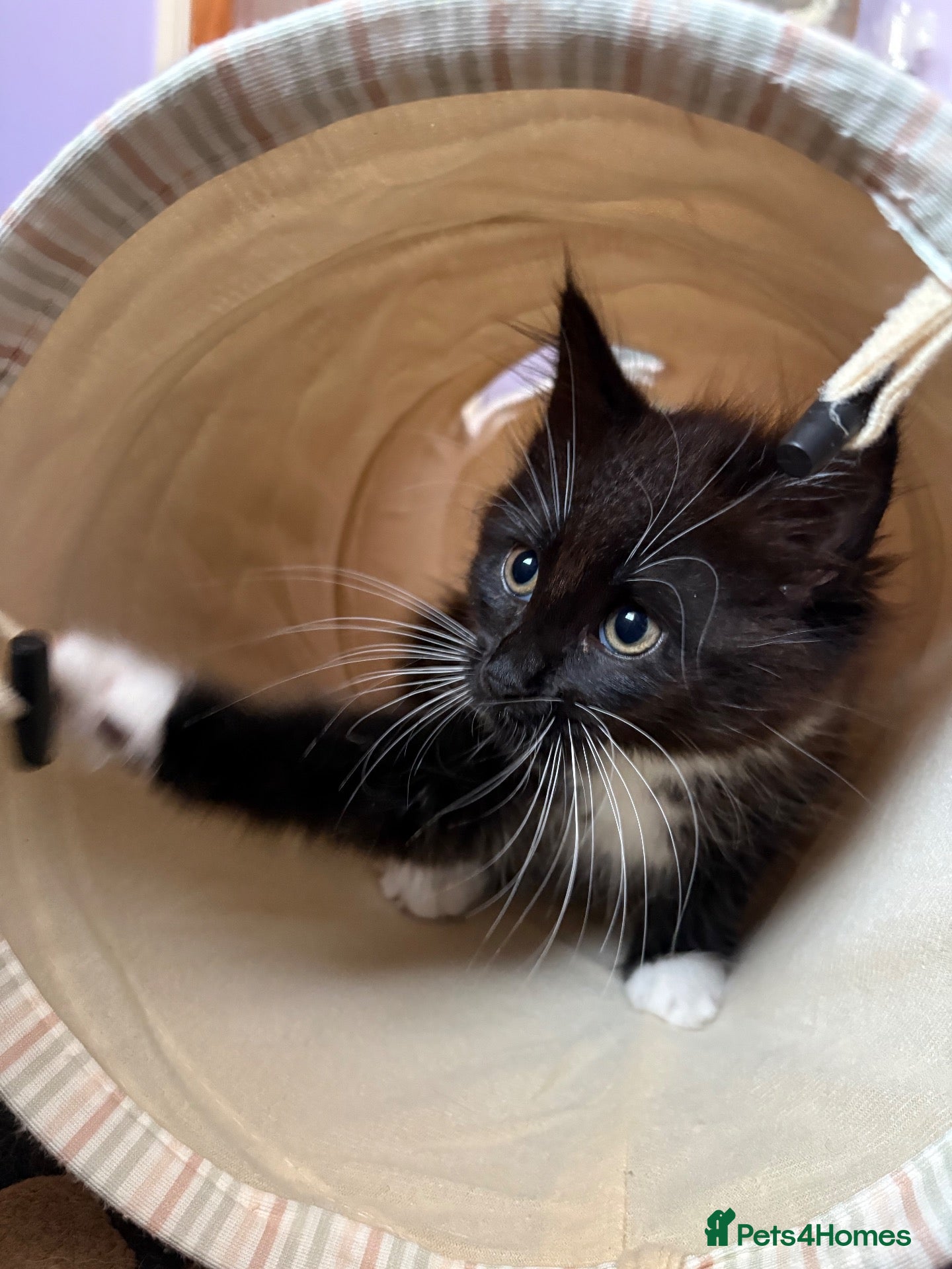 Maine Coon cats Stunning Maine Coon Kittens - Advert 2