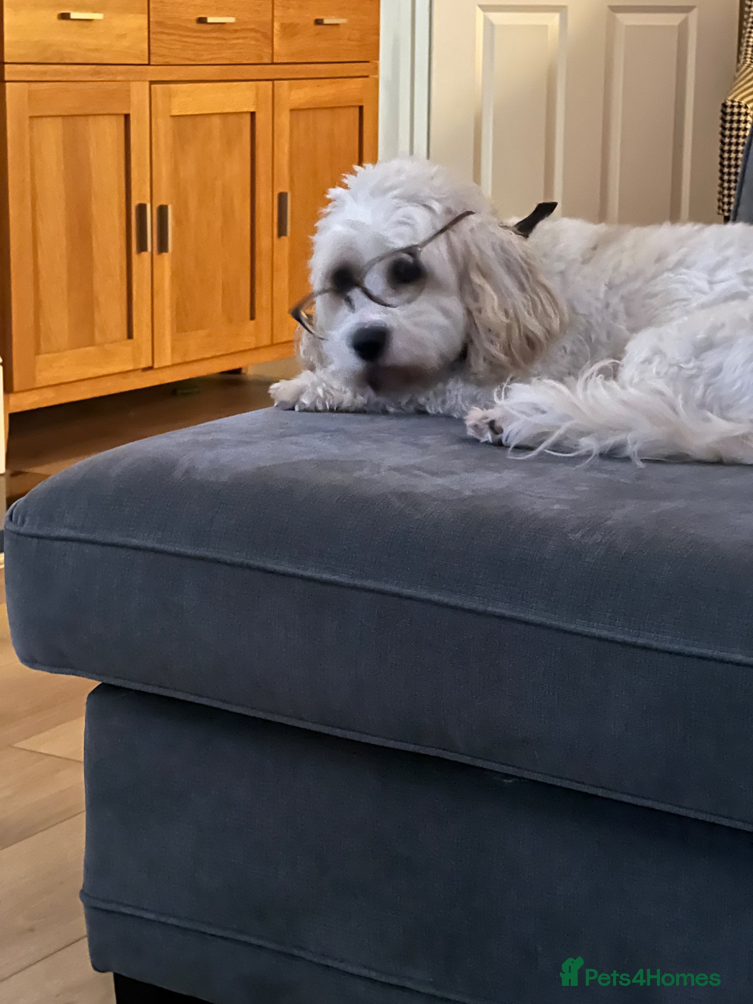 Cavachon dogs for sale: Flash - Cavachon in Taunton - Advert 1