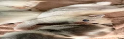 Mixed Breed cats for sale: 3 boys and 2 girls - Advert 11