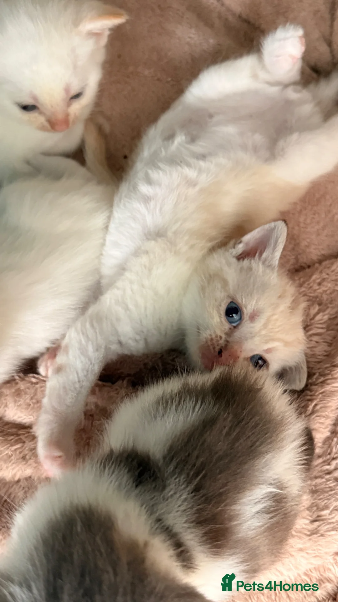 Mixed Breed cats for sale: 3 boys and 2 girls - Advert 11